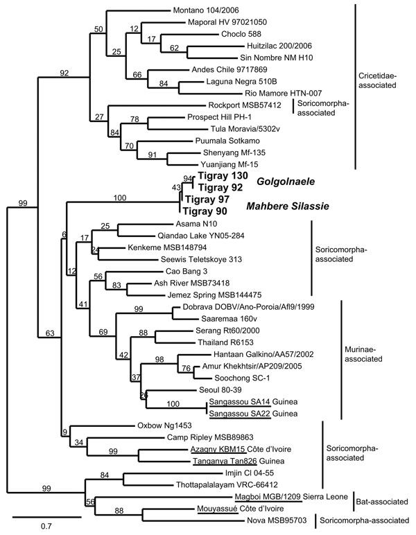 Maximum-likelihood tree of hantaviruses showing the position of the 4 sequences of Tigray hantavirus (boldface; GenBank accession nos. JQ956484–JQ956487) found in kidney samples of Ethiopian white-footed mice (Stenocephalemys albipes). The tree was constructed on the basis of analysis of partial sequences of the RNA polymerase gene; phylogeny was estimated by using the maximum-likelihood method with the general time reversible + I + Γ (4 rate categories) substitution model to account for rate he