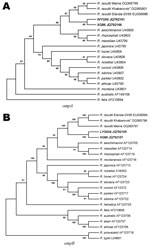 Thumbnail of Unrooted phylogenetic trees inferred from comparison of A) outer membrane protein A (ompA) and B) ompB gene sequences of rickettsial species by using the neighbor-joining method. Sequences in boldface were obtained during this study. Numbers at nodes are the proportion of 100 bootstrap resamplings that support the topology shown.