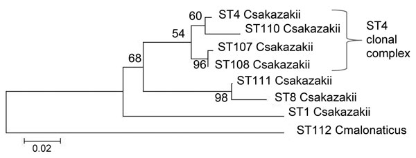 Maximum-likelihood tree based on the concatenated sequences (3,036 bp) of the 7 multilocus sequence type (ST) loci for Cronobacter isolates. The tree was drawn to scale by using MEGA5 (www.megasoftware.net), with 1,000 bootstrap replicates. Numbers on branches indicate percentage of bootstrap values. Scale bar indicates nucleotide substitutions per site. 