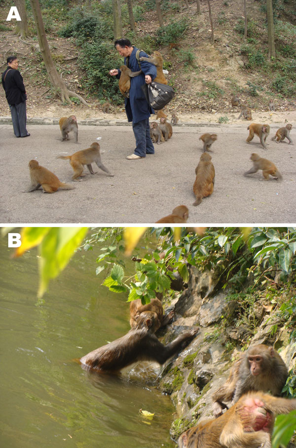 Potential zoonotic and waterborne pathways of parasites in Qianling Park, Guiyang, China. A) Close contact of rhesus monkeys with humans. B) Potential contamination of recreational water with pathogens from rhesus monkeys.