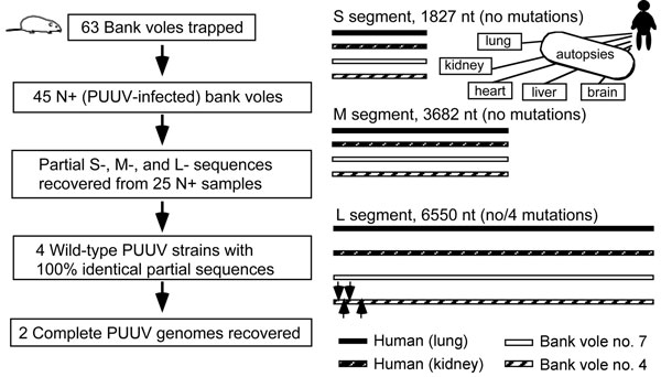 Comparison of PUUV-genome sequences recovered from human autopsies and rodent tissues. Locations of 4 silent mutations found in the L-segment sequences: G114A, U261C, A349G, and U378A are indicated by arrows (right column). PUUV, Puumala virus; S, small; M, medium; L, large; +, positive.
