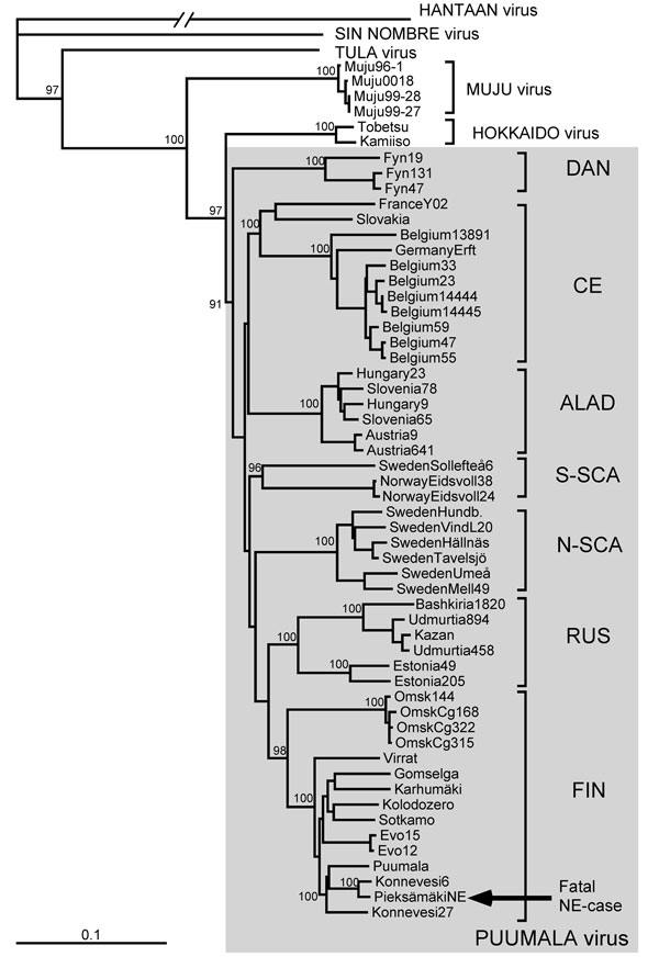 Phylogenetic tree of PUUV S segment sequences (coding region). Topologies of the M and L trees were similar (not shown). Calculations were performed by using the PHYLIP program package (distributed by J. Felsenstein, University of Washington, Seattle, WA, USA). Five hundred bootstrap replicates were generated by using the SeqBoot program and submitted to the distance matrix algorithm (DNAdist program), with the maximum-likelihood model for nucleotide substitutions). The resulting distance matric