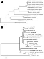 Thumbnail of Phylogenetic analyses of louse species and Bartonella spp. A) Phylogenetic tree of louse species based on the partial Cytb sequence (364-bp), obtained by using the neighbor-joining method with maximum composite likelihood analysis and bootstrap analysis of 1,000 replicates. Arrow indicates the Pedicinus obtusus louse identified in this study. The tree was rooted with the louse species Fahrenholzia pinnata. Numbers shown at each node indicate percentage of replicates that reproduced 