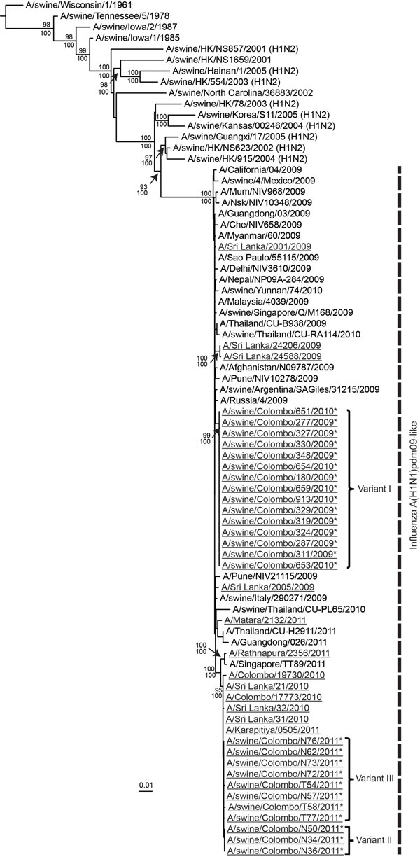 Phylogenetic relationship of the hemagglutinin 1 gene of the human and swine influenza A(H1N1)pdm09–like viruses isolated during 2009–2012 in Sri Lanka. Underlining indicates swine and human viruses characterized in this study; *indicates swine A(H1N1)pdm09 virus isolates. Nucleotide sequences from selected, related avian, equine, swine, and human virus strains available in GenBank are included for comparison. The phylogenetic tree was generated by the maximum-likelihood method and rooted to A/d