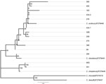 Thumbnail of Phylogenetic tree comparing Schmallenberg virus–positive Culicoides spp. biting midge abdomens isolated in different regions in the Netherlands, 2011, with reference sequences from Deblauwe et al. (7). C. imicola was used as an outgroup. Bootstrap values are indicated at the significant nodes. Scale bar indicates nucleotide substitutions per site.