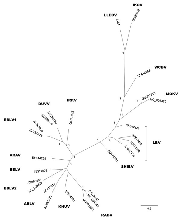 Phylogenetic reconstruction based on the first 405 nt of the nucleoprotein gene, including all representative lyssaviruses. The tree was obtained by Bayesian inference, and the first 25% of trees were excluded from the analysis as burn-in. Node numbers indicate posterior probabilities. ARAV, Aravan virus; ABLV, Australian bat lyssavirus; BBLV, Bokeloh bat lyssavirus; DUVV, Duvenhage virus; EBLV-1 and EBLV-2, European bat lyssavirus types 1 and 2; IRKV, Irkut virus; KHUV, Khujand virus; LBV, Lago