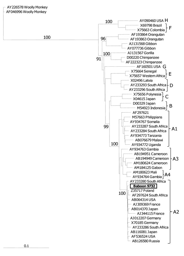 Dendogram of the complete hepatitis B virus (HBV) genome isolated from Chacma baboon 9732, South Africa. Samples representative of all 8 HBV genotypes and primate hepadnaviruses are included. Samples are numbered according to their GenBank accession numbers, followed by their country of origin. The sample from baboon 9732 (boldface) clusters strongly with the subgenotype A2 isolates (bootstrap value 100). Letters along the right indicate genotypes. Values along branches are bootstrap values. Sca