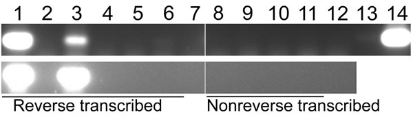 Nested PCR amplification of a subgenomic region of cDNA for hepatitis B virus, South Africa. Reverse transcribed, DNase I–treated cDNA products were amplified by PCR, and amplicons were resolved by electrophoresis on a 1% agarose gel containing ethidium bromide. Non–reverse transcribed samples (in which diethyl pyrocarbonate [DEPG]–treated water was added instead of enzyme during reverse transcription) were included as negative controls. Top panel: Lanes 1–7, nested PCR 1: 255F–759R; lanes 8–14,