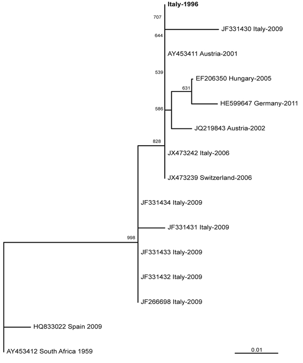 Genetic relationships of partial nonstructural protein 5 nucleotide sequences of Usutu virus, Italy, 1996. Sequences are indicated by codes containing GenBank accession number, country of origin, and year of sample collection. Virus reported in this study is indicated in boldface. Bootstrap values &gt;500 (50%) are displayed. Scale bar indicates genetic distance. 