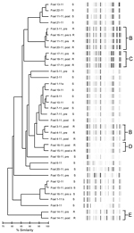 Thumbnail of Dendrogram and virtual gel repetitive sequence–based PCR fingerprint patterns of 36 Rhodococcus equi isolates obtained from foals on horse breeding farm, Kentucky, USA, 2011. Macrolide and rifampin susceptibility (S) and resistance (R) are indicated. B–E indicates clusters of drug-resistant isolates. Foals from which pretreatment (pre) and posttreatment (post) samples were obtained are indicated. a and b indicate samples from which 2 isolates were obtained. 