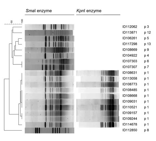 Pulsed-field gel electrophoresis (PFGE) patterns of erythromycin-susceptible, tetracycline- and ciprofloxacin-resistant, Campylobacter coli for SmaI (19 isolates) and KpnI (10 isolates) enzymes, Montreal, Quebec, Canada, 2010–2011. Scale bar indicates percent similarity. p, pulsovar.