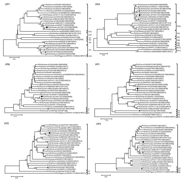 Phylogenetic trees of the full-length nucleotide sequences of the group A rotavirus (RVA) virus capsid protein (VP) 7, VP4, VP6, VP1, VP2, and VP3 genes. Phylogenetic trees were constructed by using the neighbor-joining method with the Kimura 2-parameter method. Bootstrap values (1,000 replicates) &gt;70% are shown. Filled circles indicate strain RVA/human-wt/TUN/17237/2008/G6P[9] from Tunisia; filled triangles indicate feline RVA strains; and open triangles indicate feline/canine-like human RVA