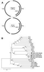Thumbnail of A) Genome organization of dog circovirus (DogCV) and porcine circovirus 2 (PCV2). B) Phylogenetic analysis of DogCV strains (UCD1�?"3, isolated from tissue, feces, and blood respectively) based on the amino acid sequence of the replicate (Rep) protein. GenBank accession numbers for circoviruses used in the analysis: Finch circovirus (FiCV), DQ845075; Starling circovirus (StCV), DQ172906; Raven circovirus (RaCV), DQ146997; canary circovirus (CaCV), AJ301633); Columbid circovirus (CoC
