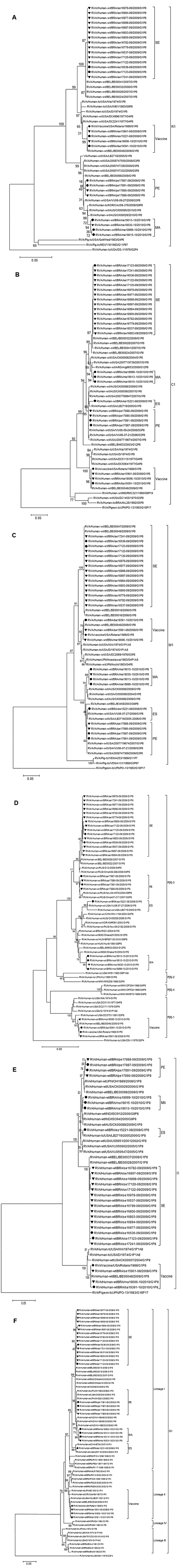 Phylogenetic analysis of nucleotide sequence of (A) VP1, (B) VP2, (C), VP3, (D) VP4, (E) VP6 and (F) VP7 genes of G1P[8] RVA samples collected in Brazil and described in this study. Filled circles indicate samples from non-vaccinated children and filled triangles vaccinated children. The Rotarix vaccine strain is indicated by a filled diamond. Bootstrap values above 70%, estimated with 2,000 pseudoreplicate datasets, are indicated at each node. Only the genotype in which the strains under invest
