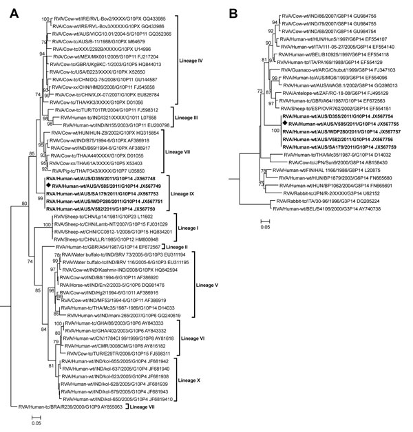 Phylogenetic trees constructed from the nucleotide sequences of viral protein (VP) 7 gene (A) and VP4 gene (B) of rotavirus strain V585; other group A rotavirus strains represent the G10 and P[14] genotypes. The reference strain RVA/human-tc/USA/Wa/1974/G1P[8] was included as an outgroup in the phylogenetic analysis but is not shown in the final tree. The position of strain V585 is indicated by a solid triangle, and all strains from this study are in boldface font. Bootstrap values &gt;70% are s