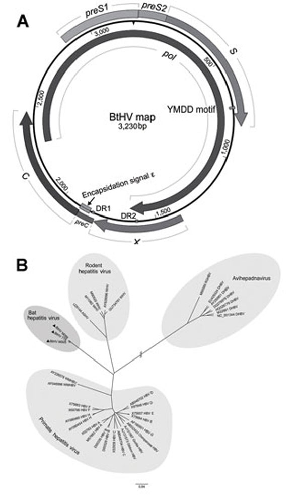 Predicted schematic representation of the bat hepatitis virus (BtHV) genome and its phylogenetic relationship with other hepadnaviruses. A) Genomic structural map of BtHV. Boxes and arrows represent the open reading frames encoding the main proteins: pol gene (2,305–1,636), preS1/S2 and S gene (2,864–833), preC/C gene (1,815–2,468) and X gene (1,378–1,812). Two 12-nt direct repeat sequences (DR1 from 1,825 to 1,836 and DR2 from 1,594 to 1,605), the encapsidation signal ε (1,848–1,903), and YMDD 