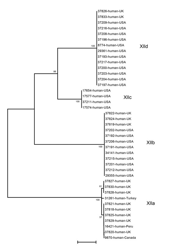 Genetic relationship among 4 Cryptosporidium ubiquitum subtype families (XIIa–XIId) in humans as indicated by a neighbor-joining analysis of the partial gp60 gene. The XIIa subtype family is seen in humans in most locations except the United States, where humans are infected with subtype families XIIb, XIIc, and XIId. Bootstrap values are indicated along branches. Scale bar indicates 0.1 nucleotide substitutions per site. 