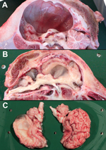 Thumbnail of Deformities of the brain in calves naturally infected in utero with Schmallenberg virus, Belgium, January–March 2012. A) Hydranencephaly. B) Hydrocephaly and cerebellar hypoplasia. C) Porencephaly.