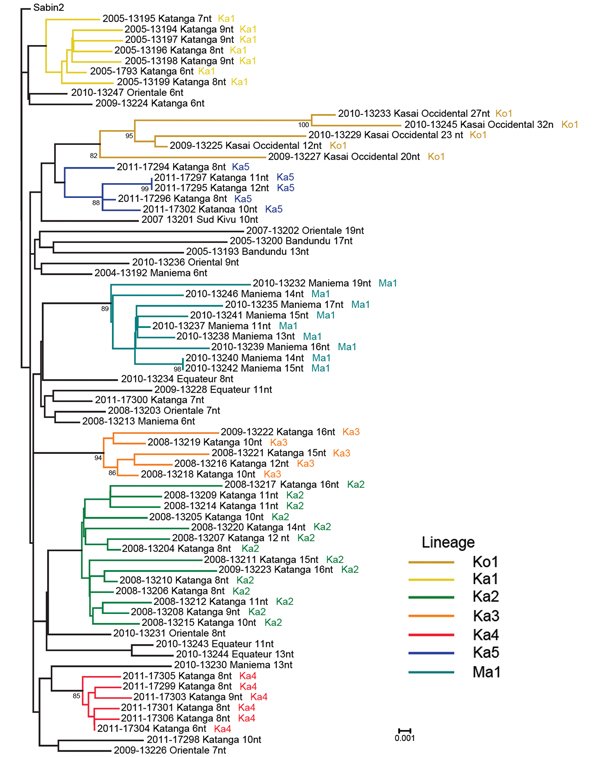 Viral protein phylogenetic relationships among vaccine-derived poliviruses isolated from patients with acute flaccid paralysis, Democratic Republic of Congo, 2004–2011. The tree was rooted to the Sabin type 2 poliovirus sequence. The year of onset of paralysis is indicated at the beginning of each virus name, followed by a 5-digit identifier and the province of the case-patient. The numbers of nucleotide differences from the Sabin 2 prototype viral protein 1 sequence are indicated, followed by t