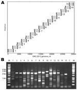 Thumbnail of A) Primers designed for reverse transcription and overlapping PCR amplification of the novel coronavirus (CoV). Blue circles indicate the predicted binding site of each primer along the EMC/2012 genome (x-axis). Gray bars indicate predicted amplicon lengths. Amplicon numbers are indicated beside each set of products. B) PCR products (3 µL of a 25-µL reaction) were resolved by electrophoresis on a 0.6% agarose gel and visualized by ethidium bromide staining. Lane M is the molecular w