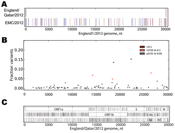 A) Sequence differences among EMC/2012, England/Qatar/2012 and England1. The sequences of the 3 genomes were aligned, and differences between the sequence of England/Qatar/2012 and England1 (upper row) or EMC/2012 and England1 (lower row) were tabulated. The colored vertical ticks indicate nucleotide differences (change to A: red, change to T: dark red, change to G: indigo, change to C: medium blue, gap: gray). B) Non-consensus variants detected in the virus sample. The Illumina readset (Illumin