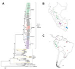 Thumbnail of Phylogenetic and geographic comparisons of rabies virus isolates collected in Peru during 2002–2007 with representative rabies viruses circulating in South America. A) Phylogenetic tree showing relationships among virus isolates; B) locations from which viruses were isolated in Peru and South America. Colors indicate isolates from this study: green, lineage I; red, lineage II; blue, lineage III; purple, lineage IV. Gold indicates the 3 isolates collected in Peru from non–vampire bat