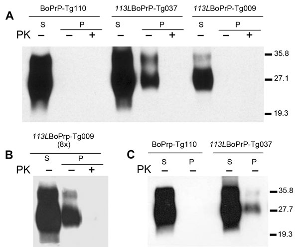 Host cellular prion protein (PrPC) solubility and proteinase K (PK) resistance studies in homozygous 113LBoPrP-Tg037, 113LBoPrP-Tg009, and control BoPrP-Tg110 mice. Western blot analysis with monoclonal antibody 2A11 of soluble (S) and insoluble (P) fractions obtained from mouse brain extracts (5% sarkosyl in phosphate-buffered saline, pH 7.4, previously cleared by centrifugation at 2,000 × g) after ultracentrifugation at 100,000 × g for 1 h. P fractions were treated with 5 μg/mL of PK (PK+) at 