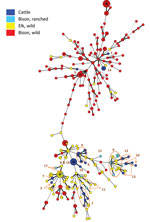 Thumbnail of Minimum spanning tree generated from variable number tandem repeat (VNTR) data for 348 Brucella abortus isolates in the National Veterinary Services Laboratory database. Each sphere, or node, represents a unique VNTR type. Nodes are color coded according to the source of the isolate, and segments of nodes represent isolates from different animals with the same VNTR profile. The numbers represent the herd designations as indicated in the Table (note that herd no. 2 is not represented