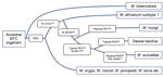 Thumbnail of Phylogeny of the Mycobacterium tuberculosis complex (MTC) detailing relevant genetic regions of difference (RDs) and single-nucleotide differences that distinguish between M. africanum subtype 1 and the small African mammal–adapted members of these strains.