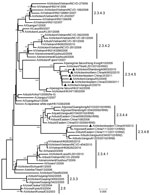 Thumbnail of Phylogenetic tree of the hemagglutinin (HA) genes of the diverged avian influenza H5 subtype clade 2.3.4 variants from China and reference sequences retrieved from the GenBank database and partially recommended by the World Health Organization/World Organisation for Animal Health/Food and Agriculture Organization of the United Nations H5N1 Evolution Working Group The neighbor-joining tree was generated by using MEGA 5.1 software (www.megasoftware.net). Numbers above or below the bra