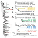 Thumbnail of Evolution of West Nile virus (WNV) in North America, 1999–2012. A) Bayesian coalescent tree of all published North American WNV isolates. The NY99 (NY99) and southwestern (SW/WN03) genotypes flank the North American (NA/WN02) genotype containing inferred monophyletic lineages B–G of the novel 2010–2012 Harris County, Texas, WNV isolates. Red indicates WNV isolates sequenced in this study. Isolates sequenced in this study are indicated in boldface. B) TX8572 2012 Harris County isolat