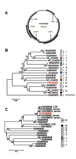 Thumbnail of Cyclovirus genome organization and phylogenetic analysis of translated putative replication-associated protein (Rep) sequences. A) Size and predicted genome organization of human cyclovirus VS5700009, showing the 2 major open reading frames (ORFs) encoding Rep and the putative capsid protein (Cap, and other ORFs with a coding capacity &gt;100 aa (ORFs 3–5). B) Phylogenetic tree of the translated Rep sequence of human cyclovirus VS5700009 and representative human and animal cycloviru