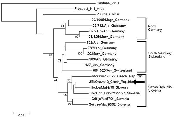 Phylogenetic tree (neighbor-joining analysis with maximum composite likelihood method) of Tula virus on the basis of large segment partial sequences (nt 2957–3337), Ostrava, Czech Republic, October 2012 GenBank accesion numbers: Haantaan virus (NC_005222), Puumala virus (Z66548), Prospect Hill virus (EF646763), 09/1905/Magr (HQ728460), 08/712/Arv (HQ728453), 09/2155/Arv (HQ728456), 08/525/Marv (HQ728461), 152/Arv (HQ728459), 78/Marv (HQ728464), 20/Marv (HQ728462), 109/Arv (HQ728457), 127/Arv (HQ