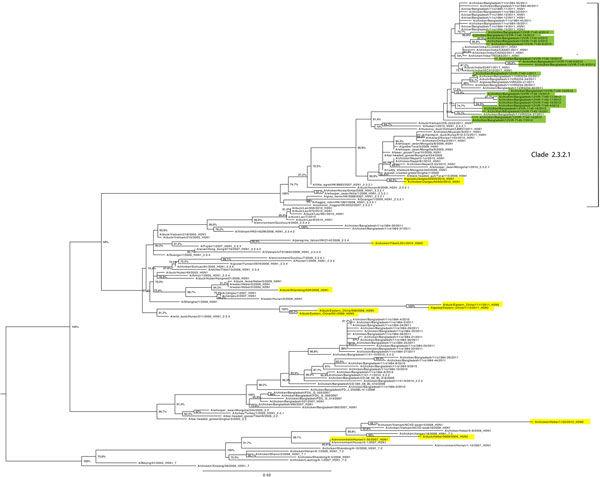 Maximum-likelihood phylogenetic tree for the hemagglutinin gene segment of avian influenza (H5N1) viruses from Bangladesh compared with other viruses. Green shading indicates viruses from Bangladesh sequenced and characterized in this study; yellow shading indicates previously described subtype H5N1/H9N2 reassortant influenza viruses (8,9) or those from GenBank. Numbers at the nodes represent bootstrap values.