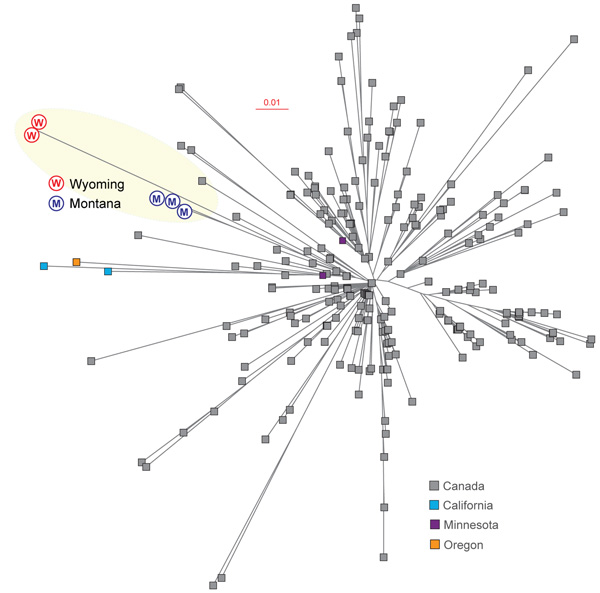 Inferred genetic relationships among group A Streptococcus emm59 strains on the basis of 773 concatenated single nucleotide polymorphisms identified by genome sequencing. Strains from Montana (M) and Wyoming (W), USA, are shown in blue and red, respectively. Strains from Canada, and from California, Minnesota, and Oregon, USA, are shown for reference. Scale bar indicates nucleotide substitutions per site.