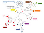 Thumbnail of Early evolution of Mycobacterium tuberculosis was deciphered using clone A sequence data. A minimum spanning tree was drawn after removal of polymorphisms occurring in clusters, indicative of horizontal gene transfer events. The approximate position of the branching point of Percy302 (STB-K) the most distantly related M. canettii strain (5) is indicated by the blue star. The red star is the position of the most recent common ancestor of M. tuberculosis. The branch lengths of only th