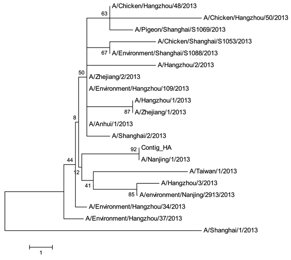 Phylogenetic tree of the influenza A (H7N9) viruses isolated in China in 2013, based on the hemagglutinin gene segment. Scale bar indicates nucleotide differences per unit length.