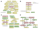 Thumbnail of Genetic relatedness between Vibrio cholerae genotypes, Bangladesh, 2010–2011. Each genotype is identified by the number of repeats in the allele at the 5 loci VC0147, VC0437, VC1650, VCA0171, and VCA0283. The earliest date of detection is recorded in the box after the fifth allele. The background of the box indicates whether the genotype was detected in clinical isolates only (yellow), environmental isolates only (green), or both (pink). A) Clonal complex of genotypes from Chhatak, 