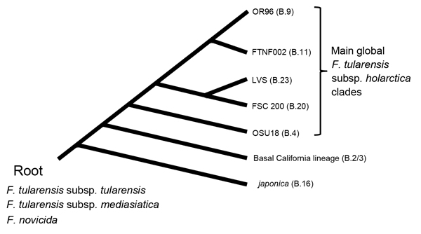 Evolutionary development of Francisella tularensis subsp. holarctica. Previous studies (6,7,11) defined the major lineages of this subspecies on the bases of whole-genome sequences and single-nucleotide polymorphism analysis. The other F. tularensis subspecies and closely-related Francisella species are shown at the root.
