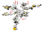 Thumbnail of Diagram of eBURST (3) analysis of multilocus sequence types (STs) of Burkholderia pseudomallei isolates; default settings were used. Dots represent sequence types. Blue dot represents the calculated primary founder, yellow dots represent calculated subgroup founders, and black dots represent the remaining STs. The sizes of dots are proportional to the number of isolates in the database representing a given ST. A single line between sequence types indicates that they are single-locus