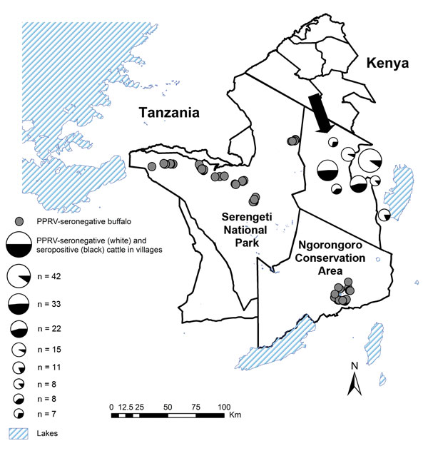 Areas in northwestern Tanzania where seroprevalence of antibodies to peste des petits ruminants virus (PPRV) was studied in cattle and buffalo. Cattle were sampled in 2011; all had been alive during a 2008 PPRV outbreak among small ruminants. Arrow shows location of 1 village affected during the 2008 outbreak (7). Buffalo were sampled during 2010–2012 in Serengeti National Park and Ngorongoro Conservation Area; the locations of PPRV-seronegative buffalo are shown.