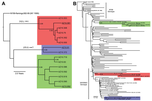 A) Bayesian phylogenetic tree of envelopes genes of all described Arizona, USA, 2010 isolates of West Nile virus (WNV) (n = 15). Isolates grouped in 3 distinct monophyletic clusters designated A (red), B (blue), and C (green). B) Bayesian phylogenetic tree of full-length encoded open reading frame for 3 Arizona, USA, 2010 isolates: AZ10.581 (red), AZ10.892 (green), AZ10.91 (blue), and 100 representative North American WNV isolates. All applied relaxed clock Bayesian methods used the generalized 