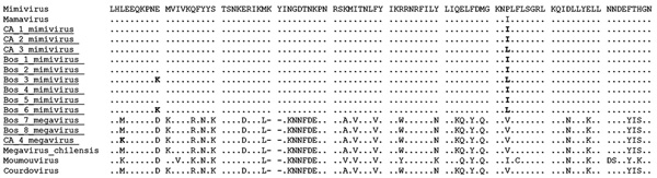 Amino acid inferred sequence of a fragment of the nucleocytoplasmic large DNA virus helicase gene (130 aa were inferred from the obtained 390-bp sample). Samples obtained in this study are underlined; boldface indicates polymorphic.