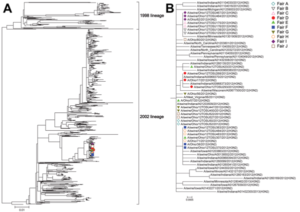 Neuraminidase phylogeny. A) Phylogenetic relationships of the neuraminidase sequences of swine-origin subtype N2 influenza A viruses from agricultural fairs, Ohio, USA, 2012. B) Expanded view of isolates. Isolates recovered from swine and humans at the same fair are identified with the same color and symbol.