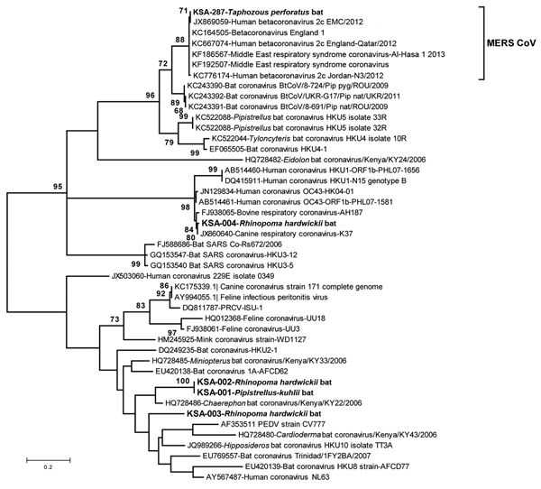 Phylogenetic tree showing genetic relatedness between coronaviruses identified in bat samples from Saudi Arabia (boldface), MERS coronaviruses, and other published coronavirus sequences available in GenBank. The maximum-likelihood tree of partial RNA-dependent RNA polymerase gene (nt position 15068–15249 of GenBank accession no. JX869059) was constructed by using the Tamura-Nei model with discrete gamma rate differences among sites as implemented in MEGA 5.2 (www.megasoftware.net). Each branch s