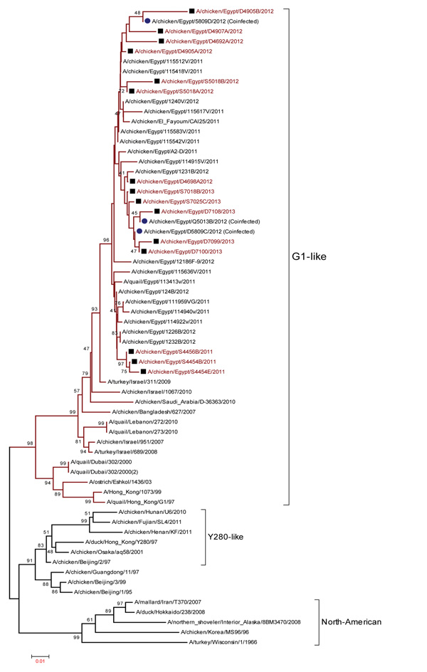 Phylogenetic tree of the hemagglutinin gene of influenza A(H9N2) viruses from Egypt, 2010–2012. Scale bar indicates phylogenetic distance (1 base substitution/100 positions).
