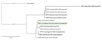 Thumbnail of Phylogenetic position of the MPXV-TNP isolate (framed in green) from a wild-living sooty mangabey (Cercocebus atys), March 2012, within the West African clade. MPXV-TNP is closely related to the strain isolated from a human in Liberia in 1970. Calculated with MrBayes (with gaps) as binary model (http://mrbayes.csit.fsu.edu). MPXV, monkeypox virus; TNP, Taï National Park (Côte d’Ivoire). Scale bar indicates nucleotide substitutions per site.