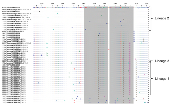 Alignment of unique deduced amino acid sequences from the combined dataset of sequences from the C-terminal third of the attachment protein of respiratory syncytial virus genotype ON1. The sequences are compared with the sequence for the earliest ON1 variant (from Ontario, Canada). The duplicated parent and the resulting regions are in gray.