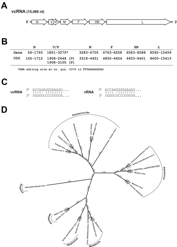 A) Organization of the viral genome of novel paramyxovirus related to rubula-like viruses isolated from fruit bats was determined from the full-length sequence. B) Localization of the predicted viral genes and open reading frames (ORFs). The V/P edition site is predicted from the similarity to Tuhoko virus 3. C) Terminal sequences were determined by standard rapid amplification of cDNA ends (RACE) methods. The complementarity of terminal sequences is shown in vRNA and vcRNA sense. D) Amino acid 