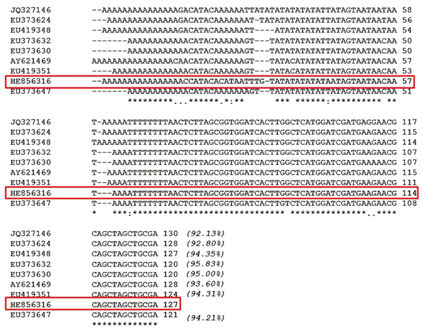 Pile-up of partial ribosomal DNA sequences from Brugia NY strain (HE856316) and from other related Brugia spp. strains and clones, B. malayi BM28 (JQ327146), B. malayi C27Cat5 (EU373624), B. pahangi C61CAT5 (EU419348), B. pahangi C14Cat6 (EU373632), B. pahangi C7Cat6 (EU373630), B. pahangi Bp-1 (AY621469), B. pahangi C46CAT5 (EU419351), and B. pahangi C27Cat7 (EU373647). The Brugia NY strain (HE856316) is enclosed in a red box; asterisks (*) indicate conserved residues; periods (.) indicate nucl